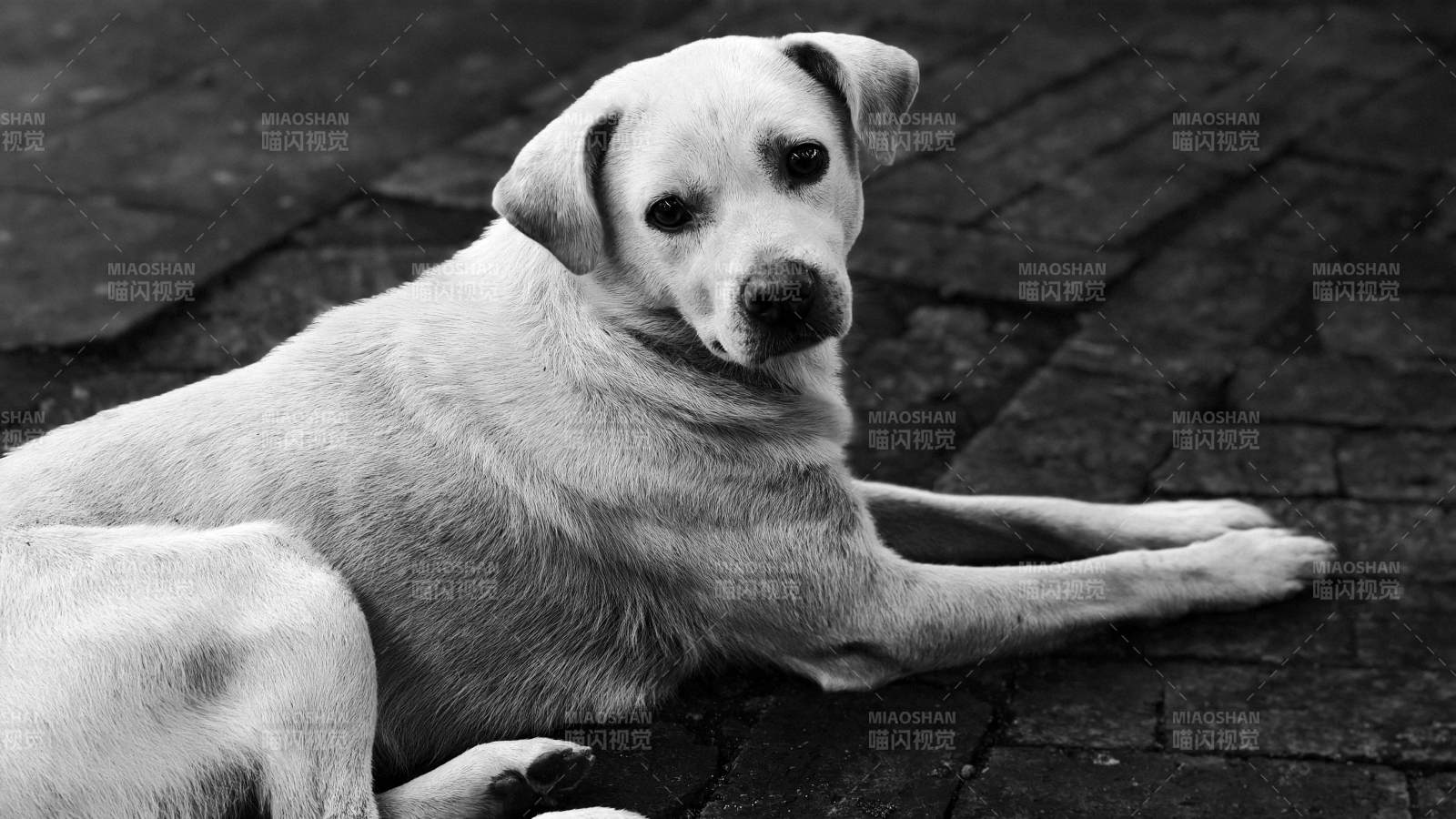 黑白世界中的宁静狗狗图片