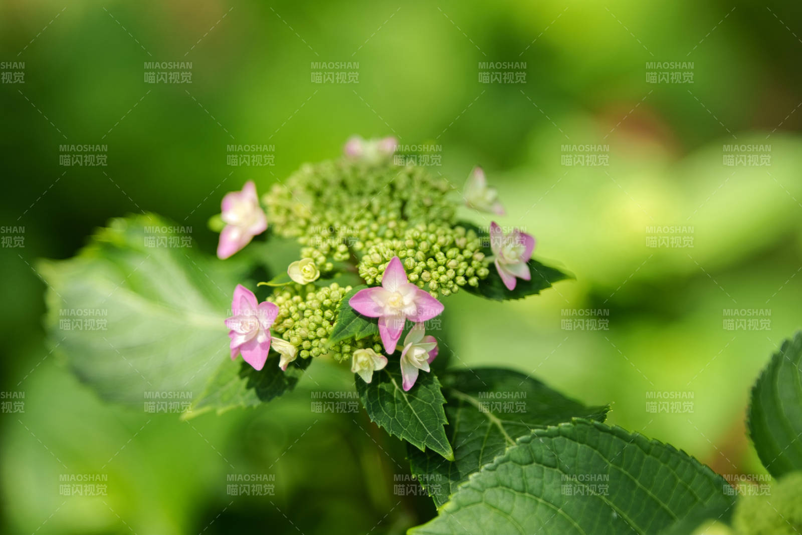 绿叶丛中的粉色小花图片