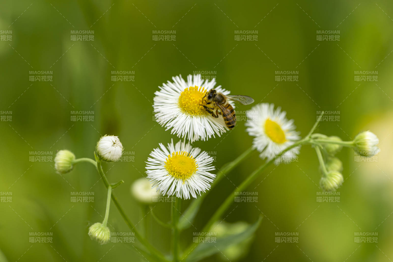蜜蜂采蜜在小白花上图片