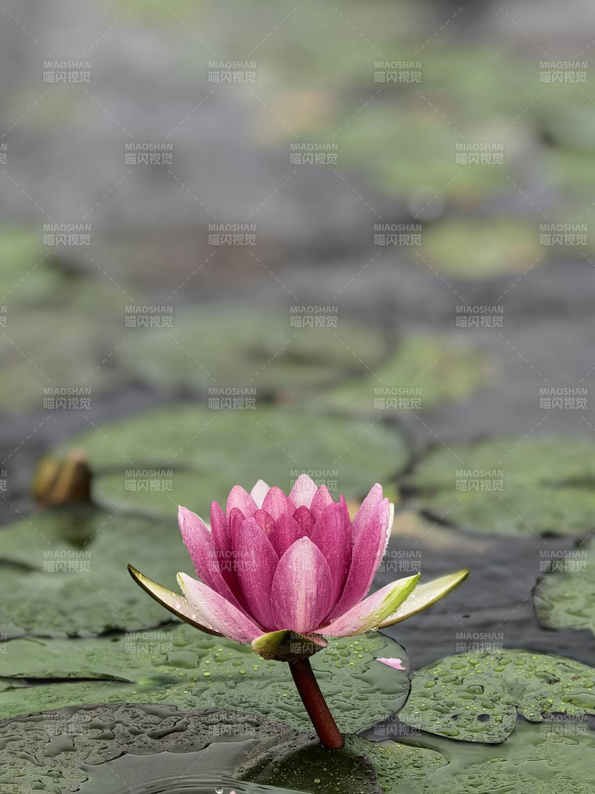 池塘中的粉红色莲花图片