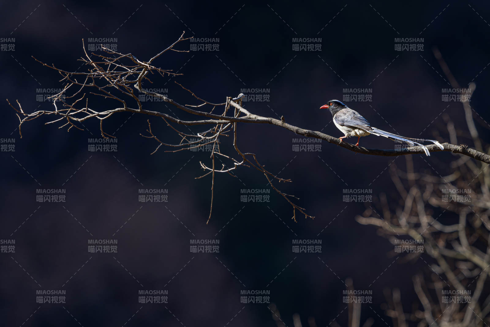 枝头鸟影 静谧冬景图片