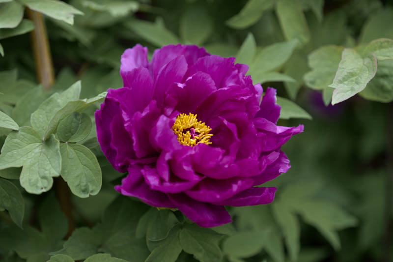 紫牡丹绽放 娇艳欲滴图片