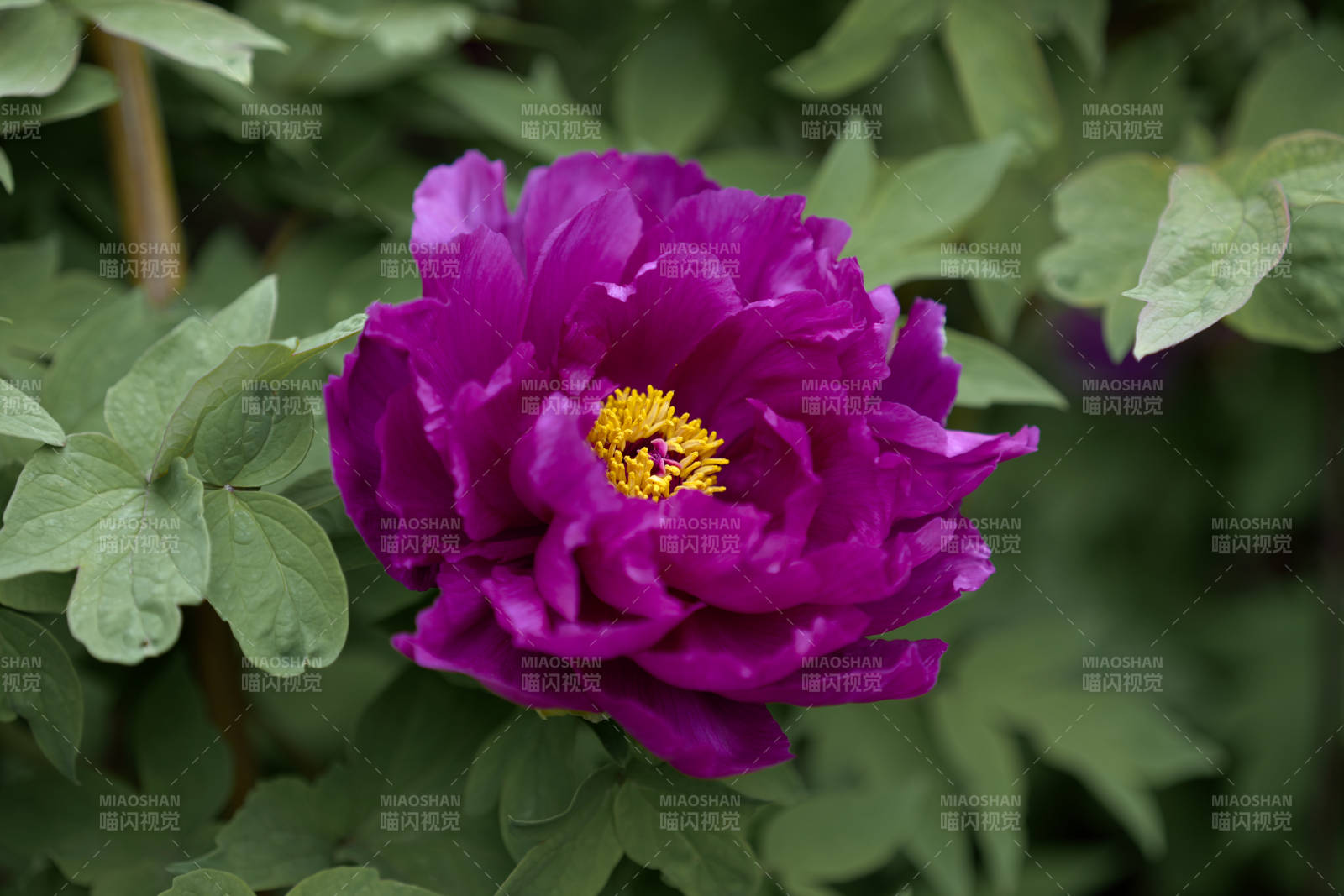 紫牡丹绽放 娇艳欲滴图片