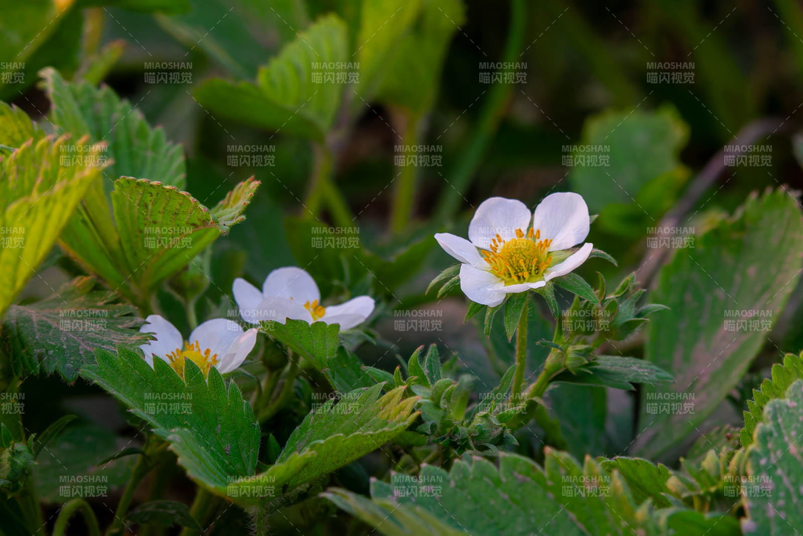 野草莓花在绿叶中绽放图片