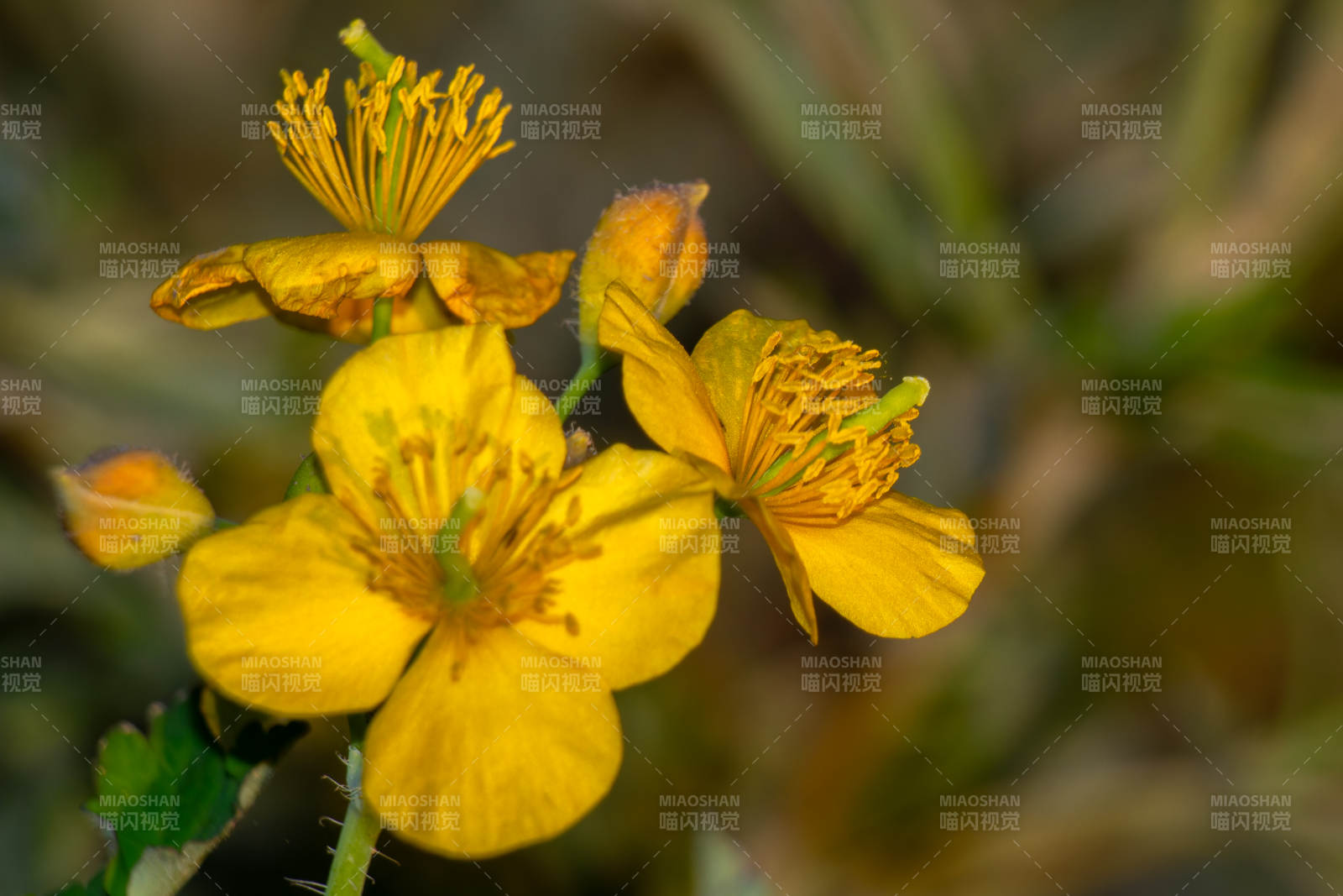 黄色野花绽放特写图片