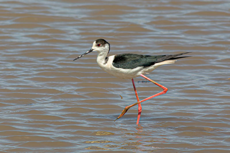 黑翅长脚鹬水中漫步图片