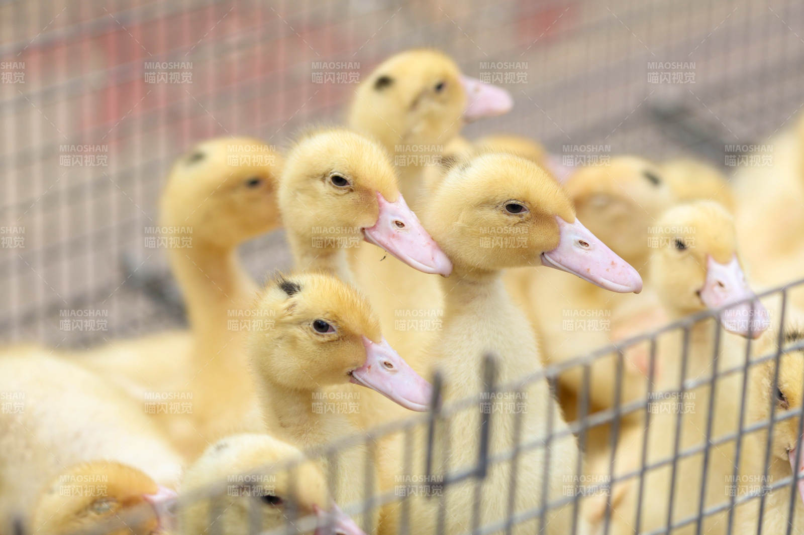 小黄鸭在笼中聚集图片