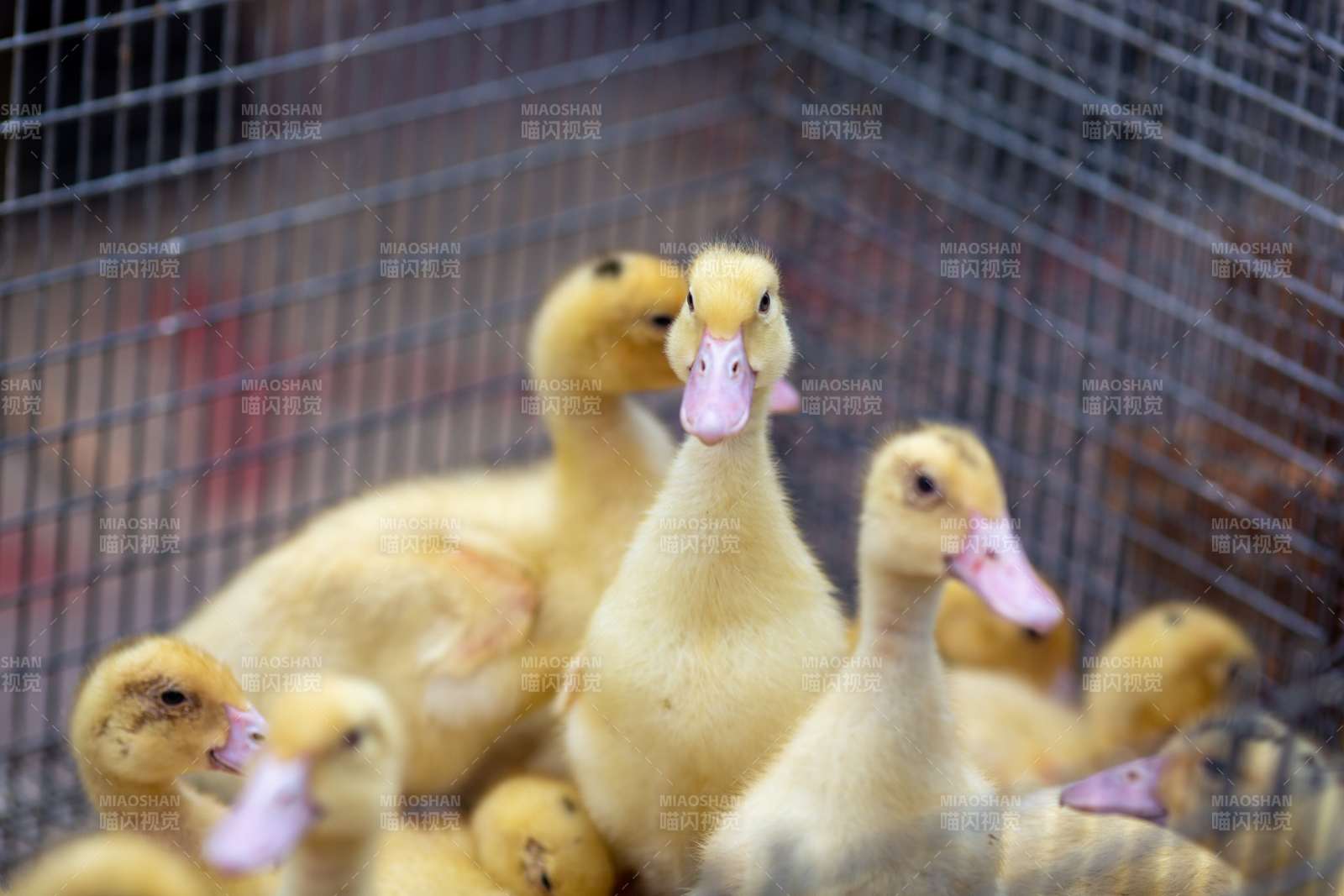 笼中的小黄鸭图片