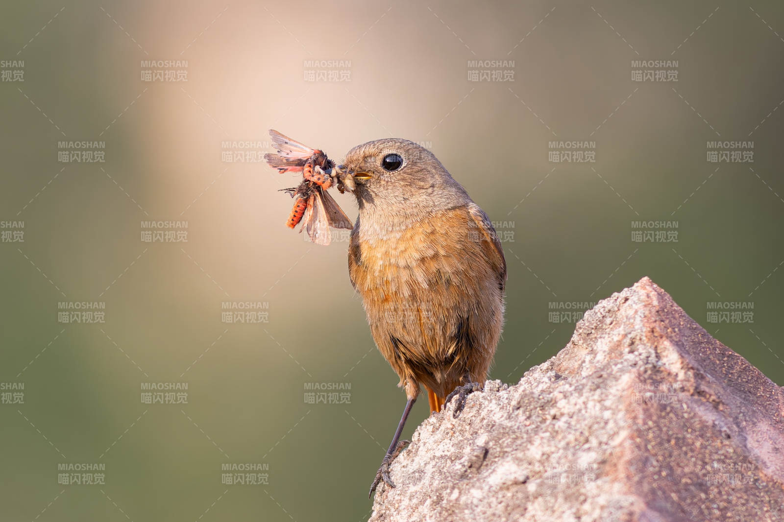 小鸟捕虫 栖息岩石上图片