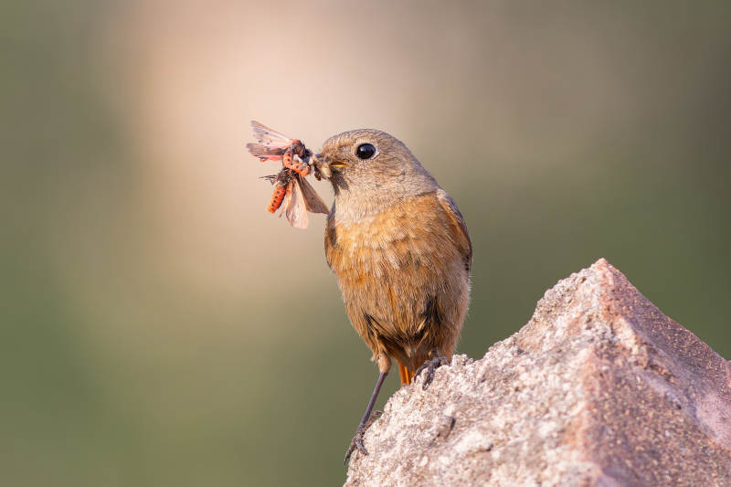 小鸟捕虫 栖息岩石上图片
