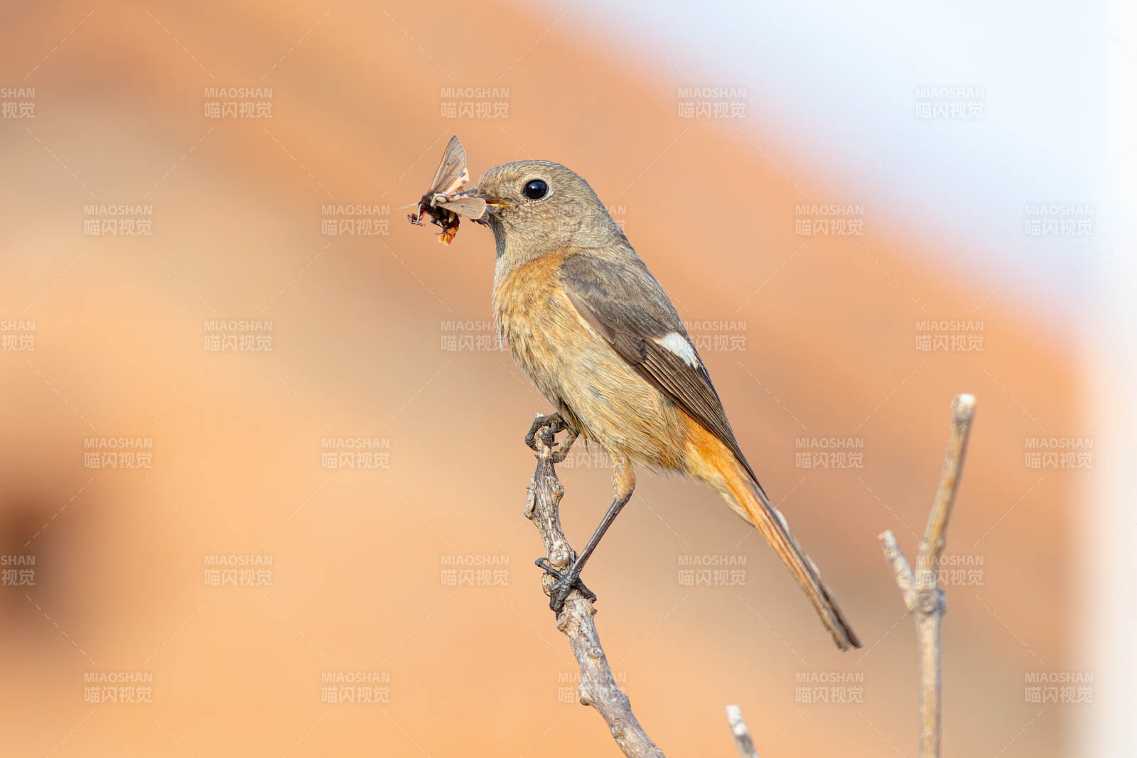 小鸟捕虫 栖息枝头图片