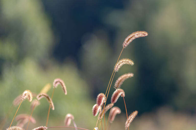 秋风中的草穗图片