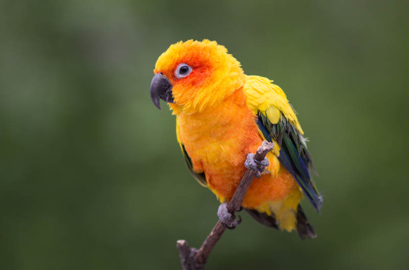 阳光锥尾鹦鹉的美丽瞬间图片