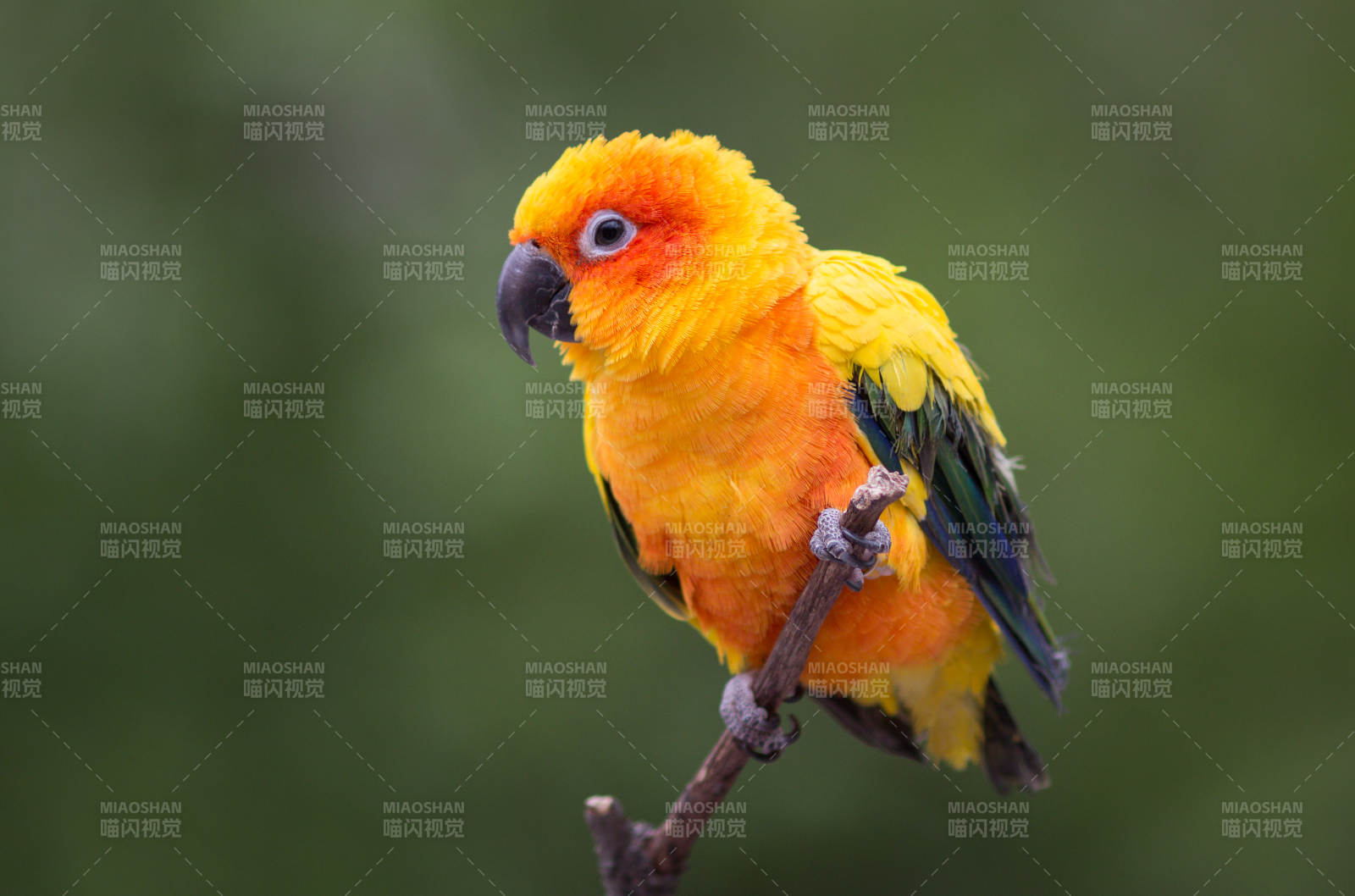 阳光锥尾鹦鹉的美丽瞬间图片