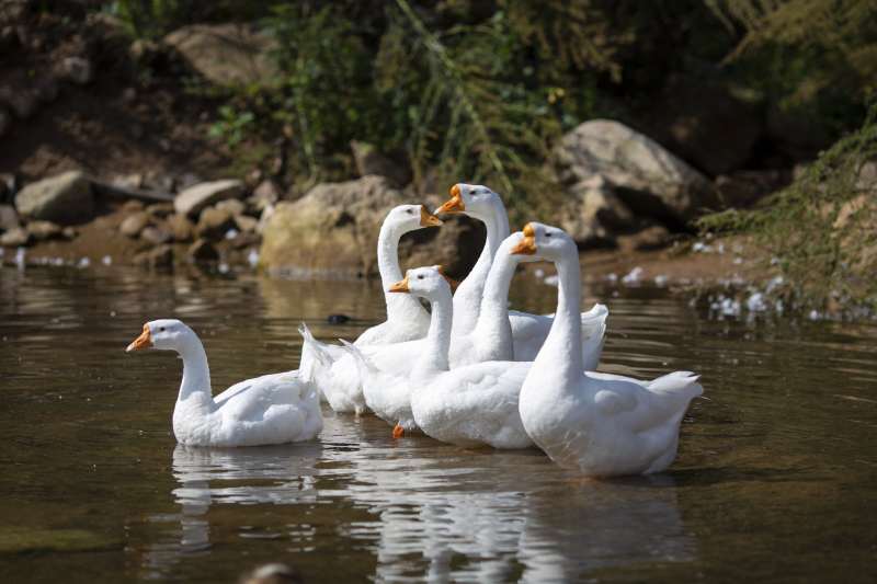 池塘中的白鹅群图片