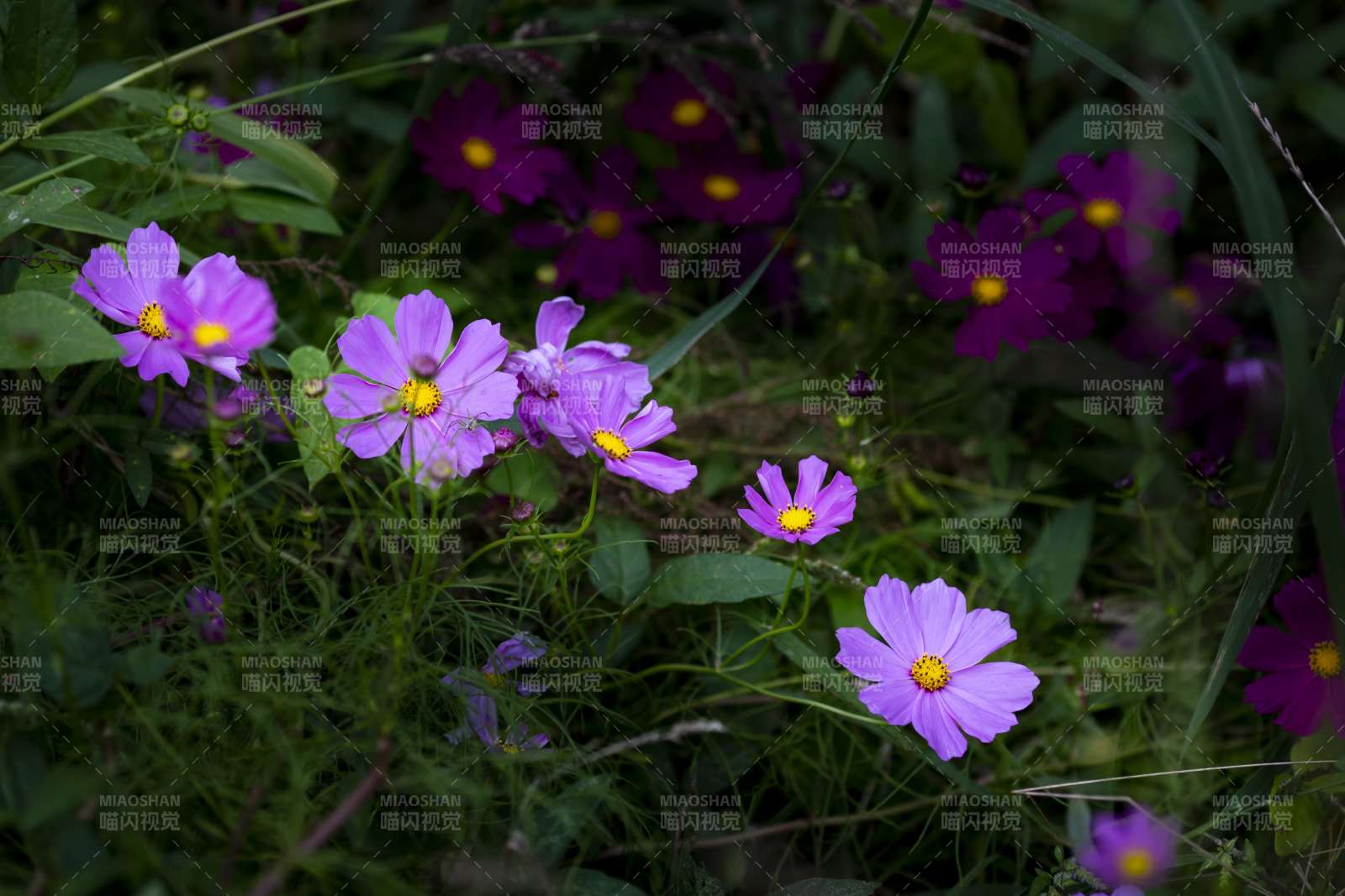 紫色花朵在绿叶中绽放图片