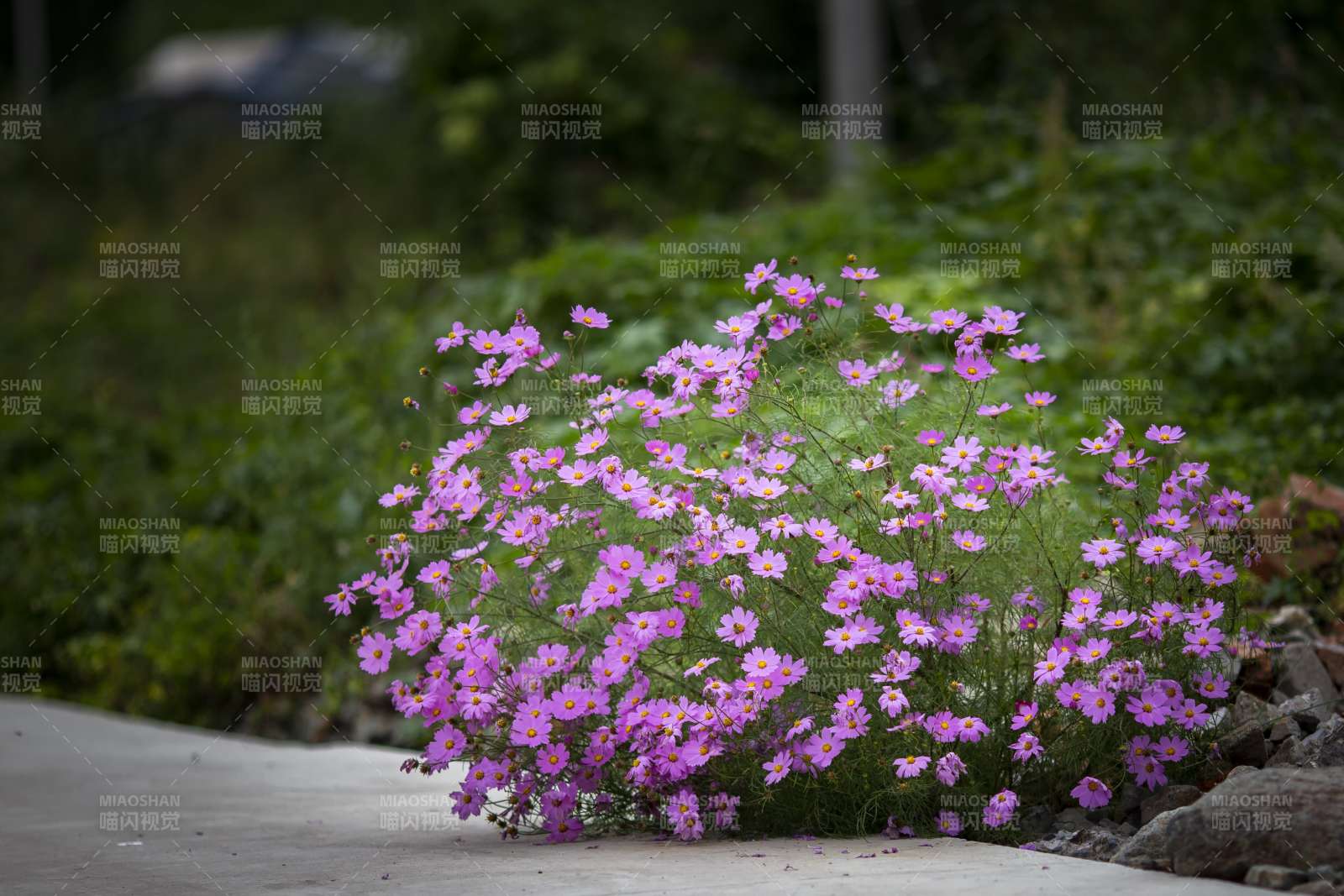 粉色小花丛生路边景致图片