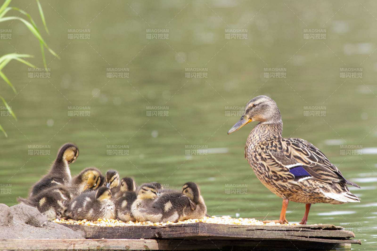 鸭妈妈与小鸭们共进餐图片