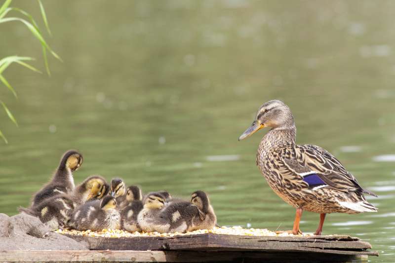 鸭妈妈与小鸭们共进餐图片