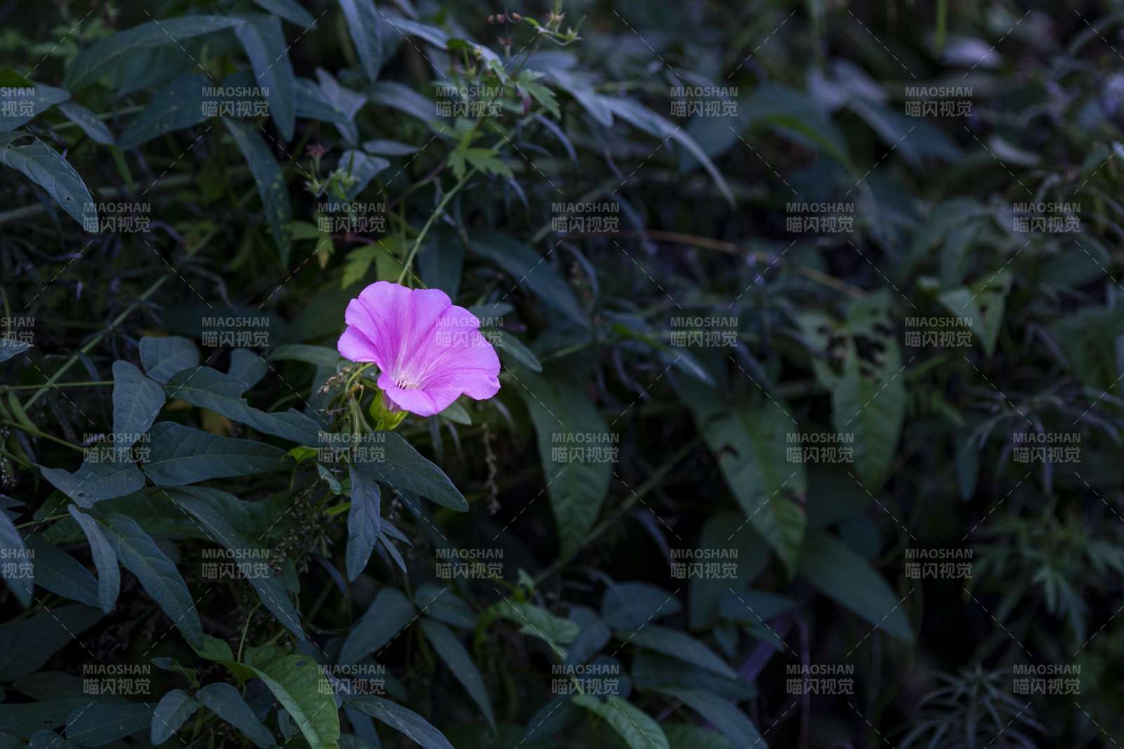 粉色牵牛花在绿叶中绽放图片