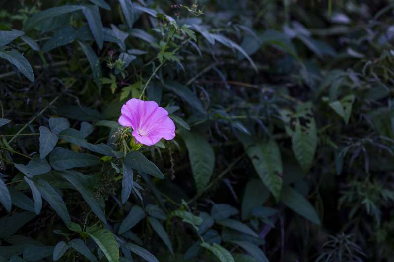 粉色牵牛花在绿叶中绽放图片
