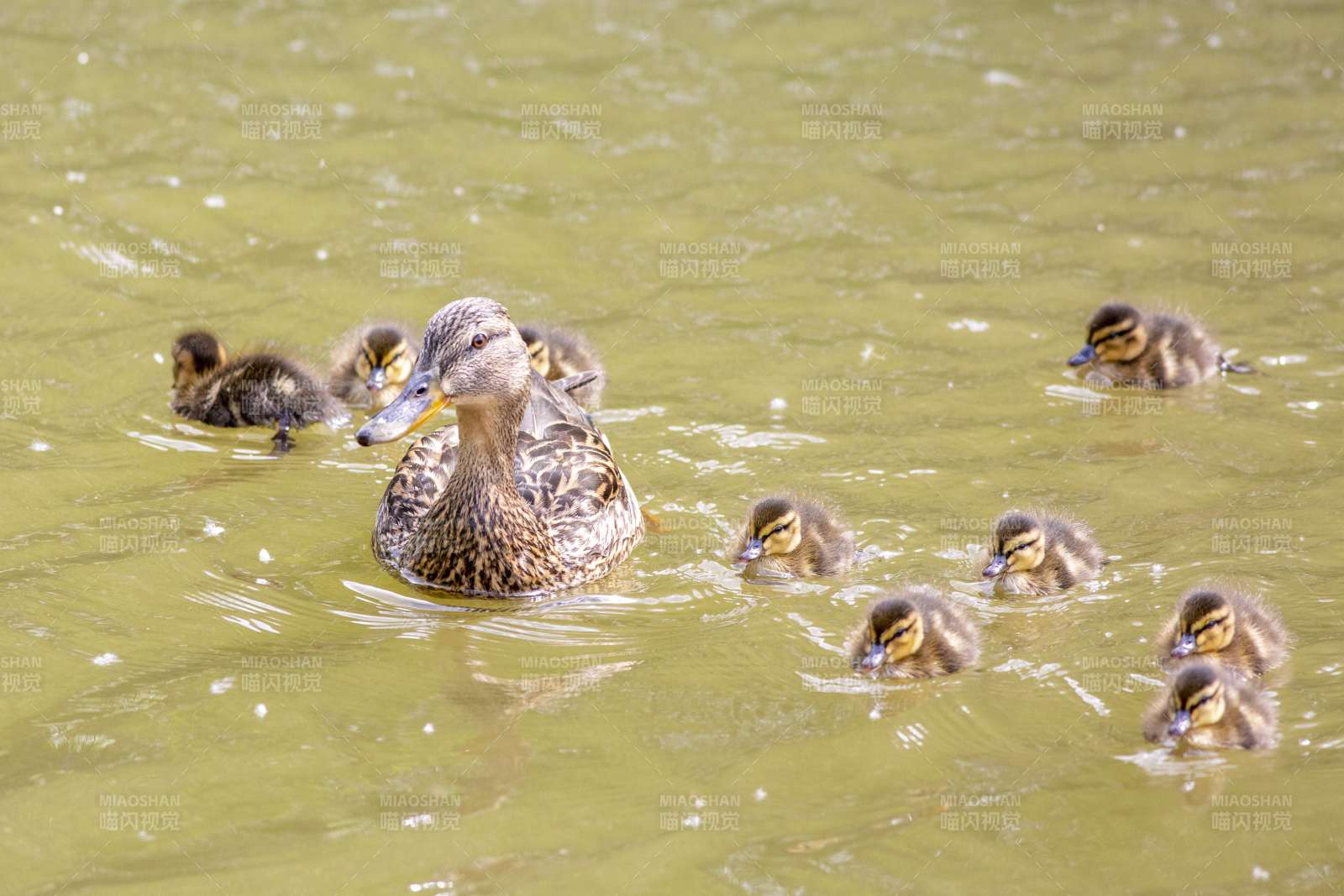 鸭妈妈与小鸭子在水中游图片