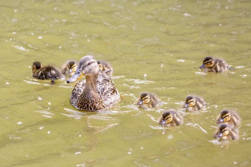 鸭妈妈与小鸭子在水中游图片
