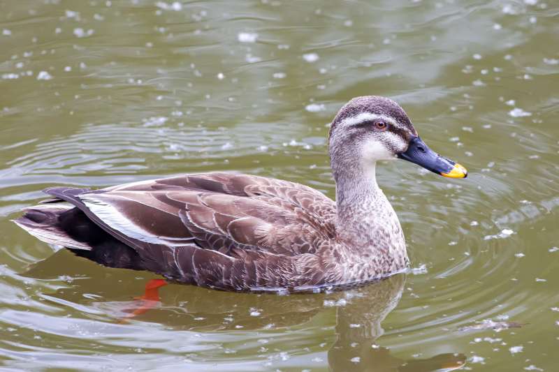 池塘中的斑嘴鸭图片