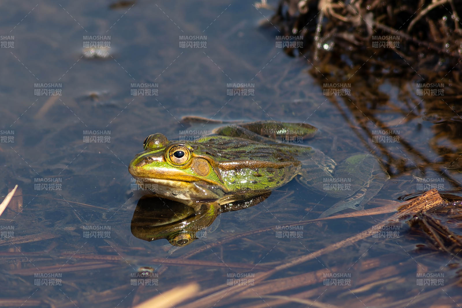 池塘中的绿色青蛙图片