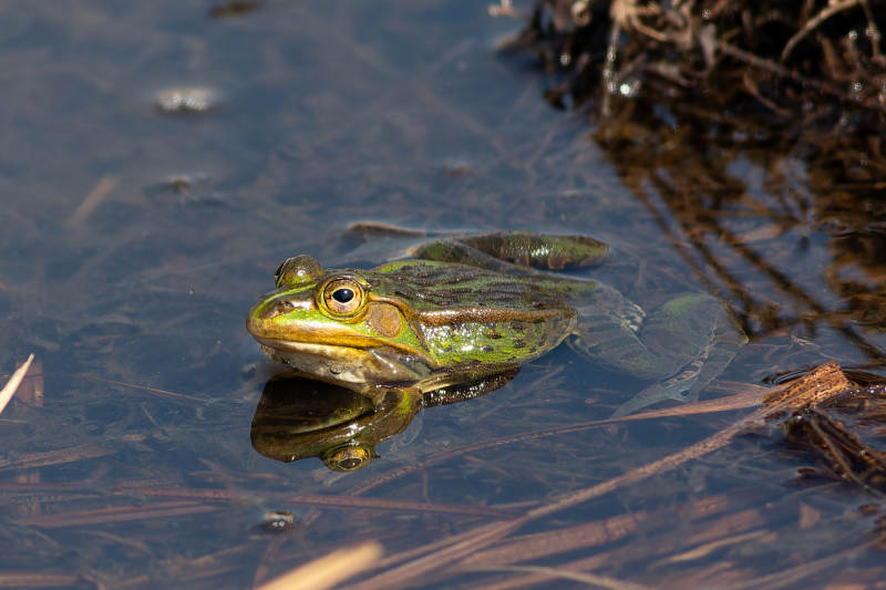 池塘中的绿色青蛙图片