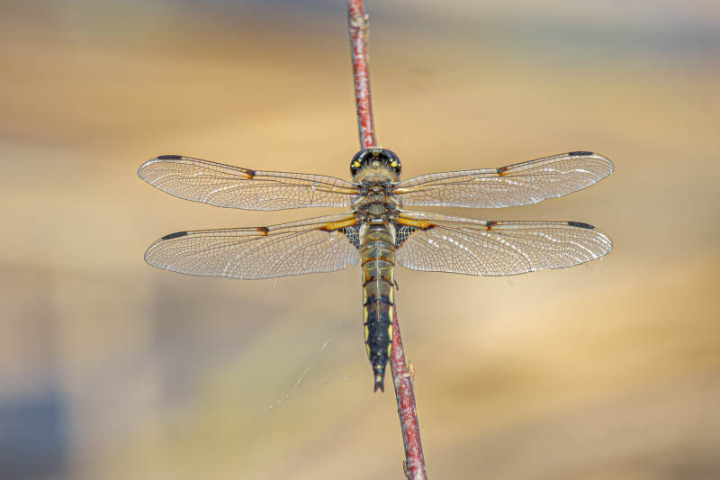 蜻蜓停栖枝头特写图片