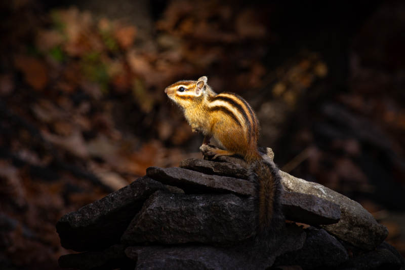 秋日松鼠石上憩图片
