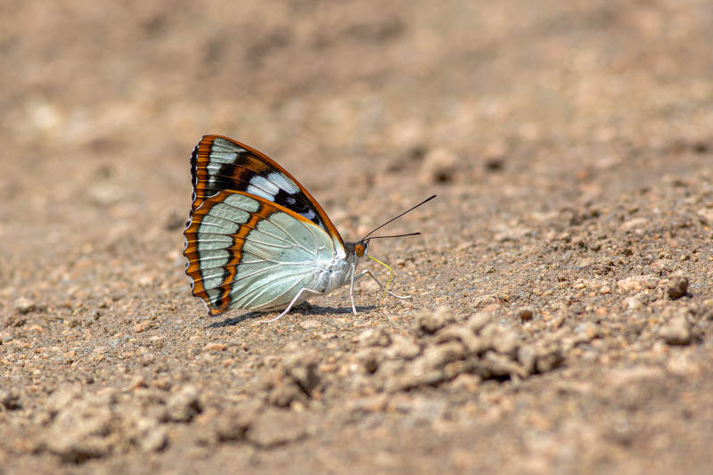 蝴蝶停歇在沙地上图片