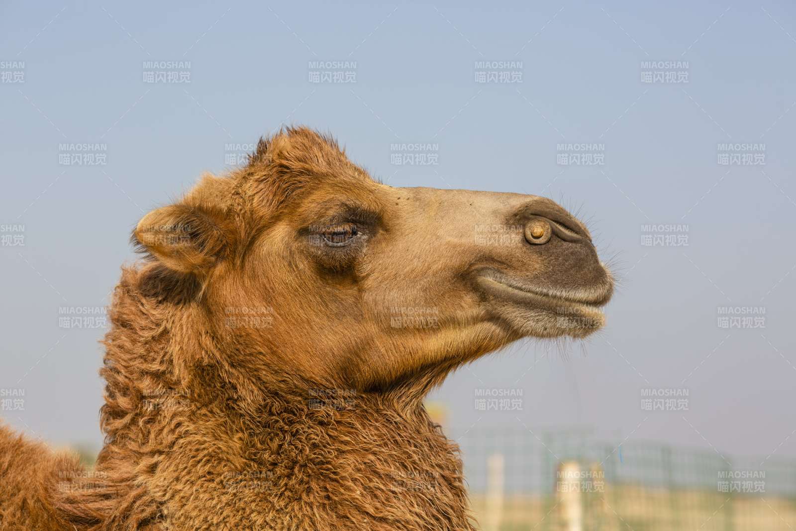 沙漠之舟 骆驼的风采图片