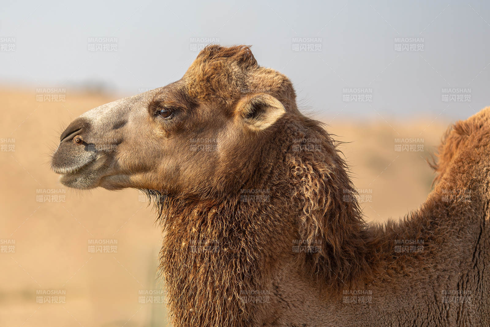 沙漠中的骆驼侧脸特写图片