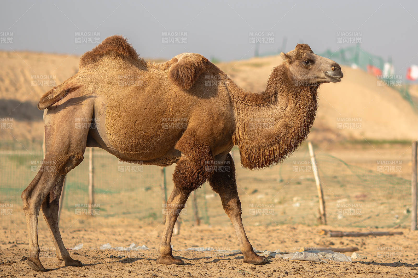 沙漠中的骆驼图片