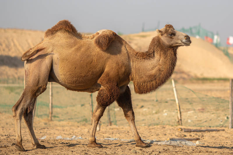 沙漠中的骆驼图片
