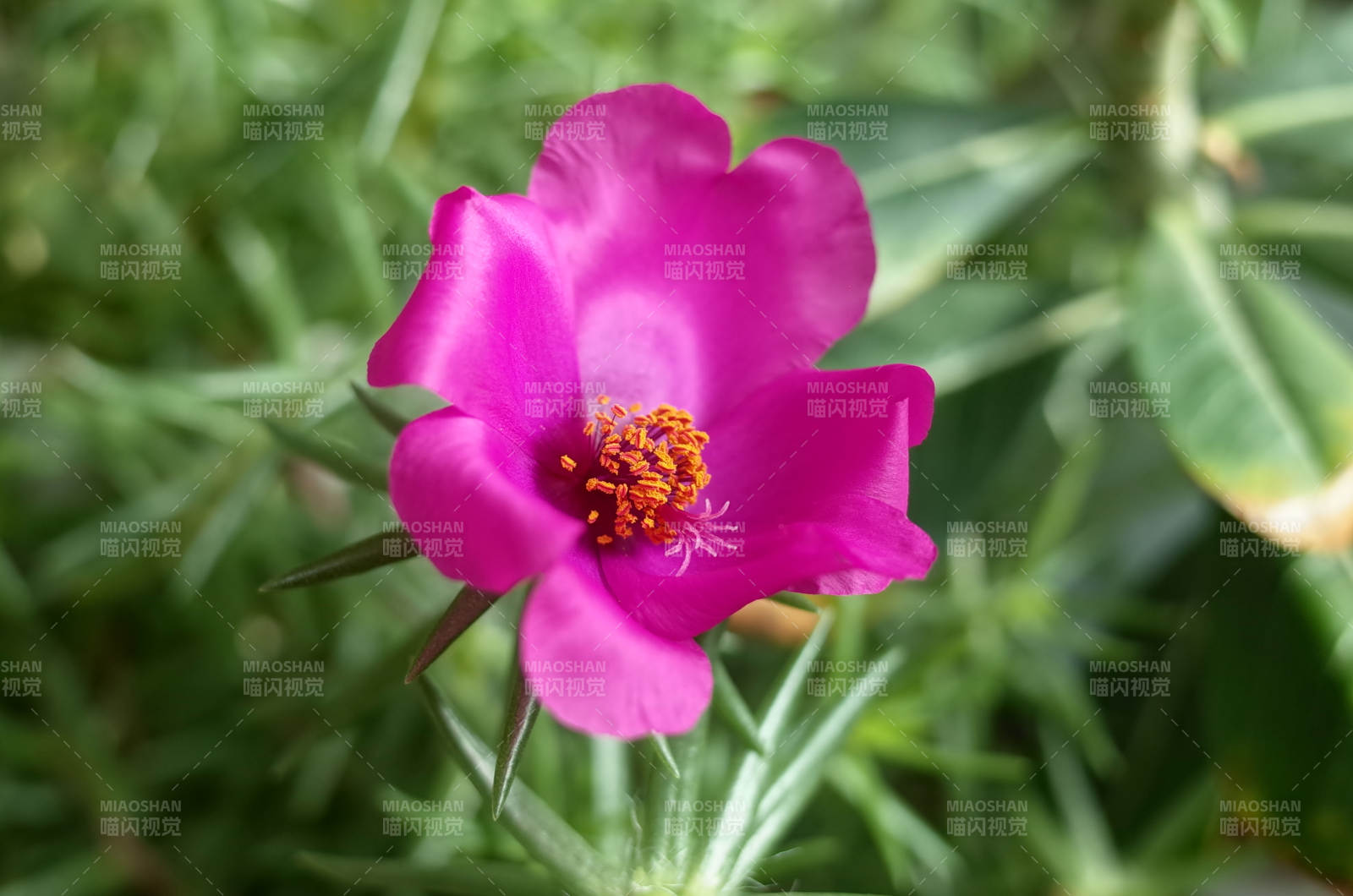 粉红色花朵的美丽瞬间图片