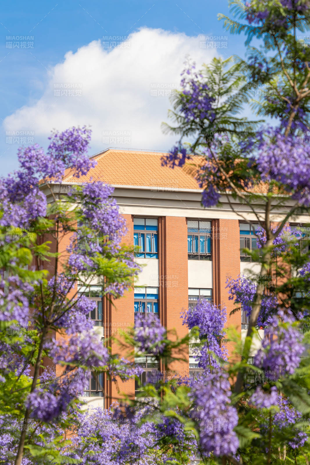 蓝花楹映衬校园美景图片