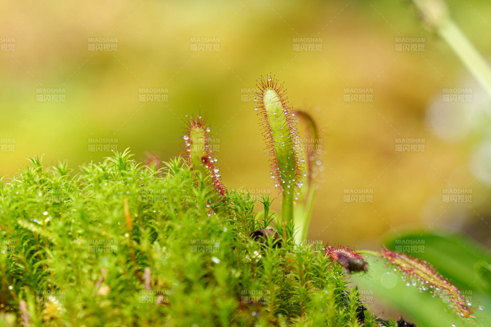 苔藓上的露珠与捕蝇草图片