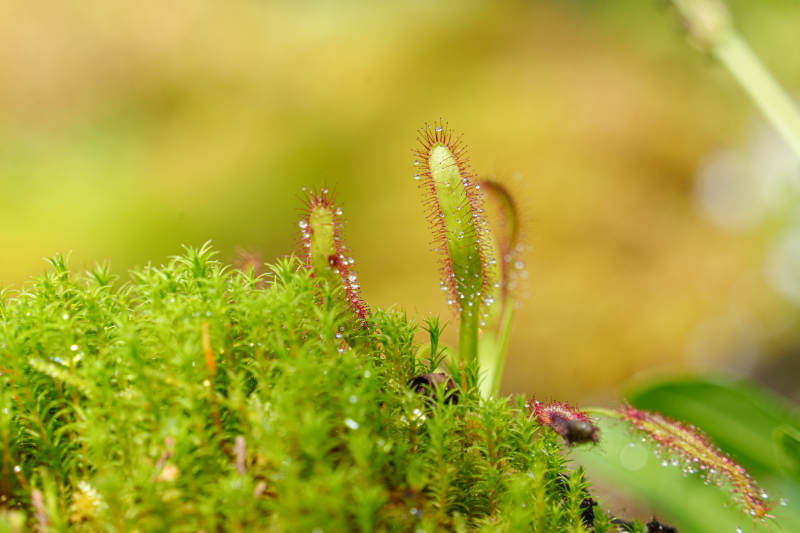 苔藓上的露珠与捕蝇草图片