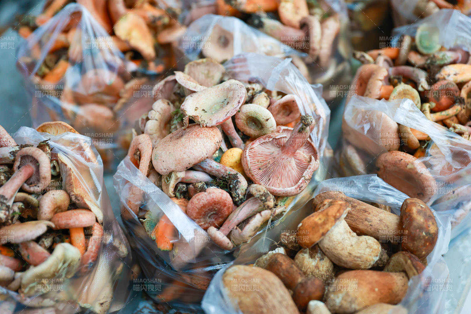 新鲜野生菌图片