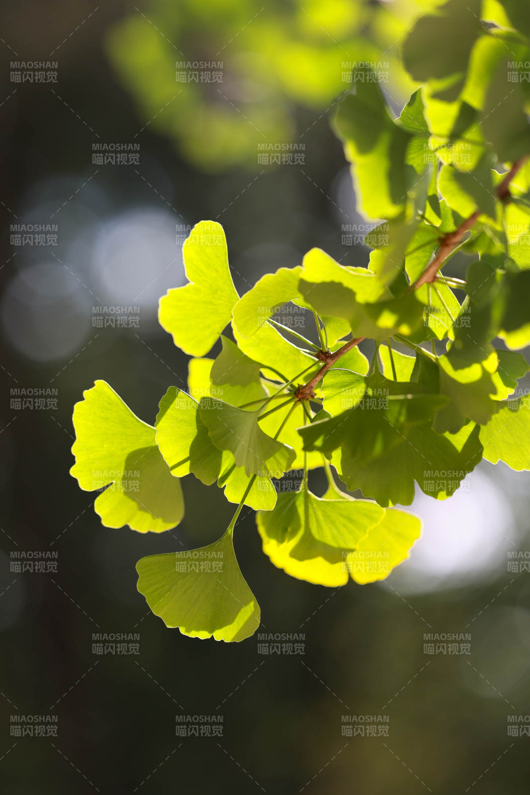 银杏叶的光影之美图片