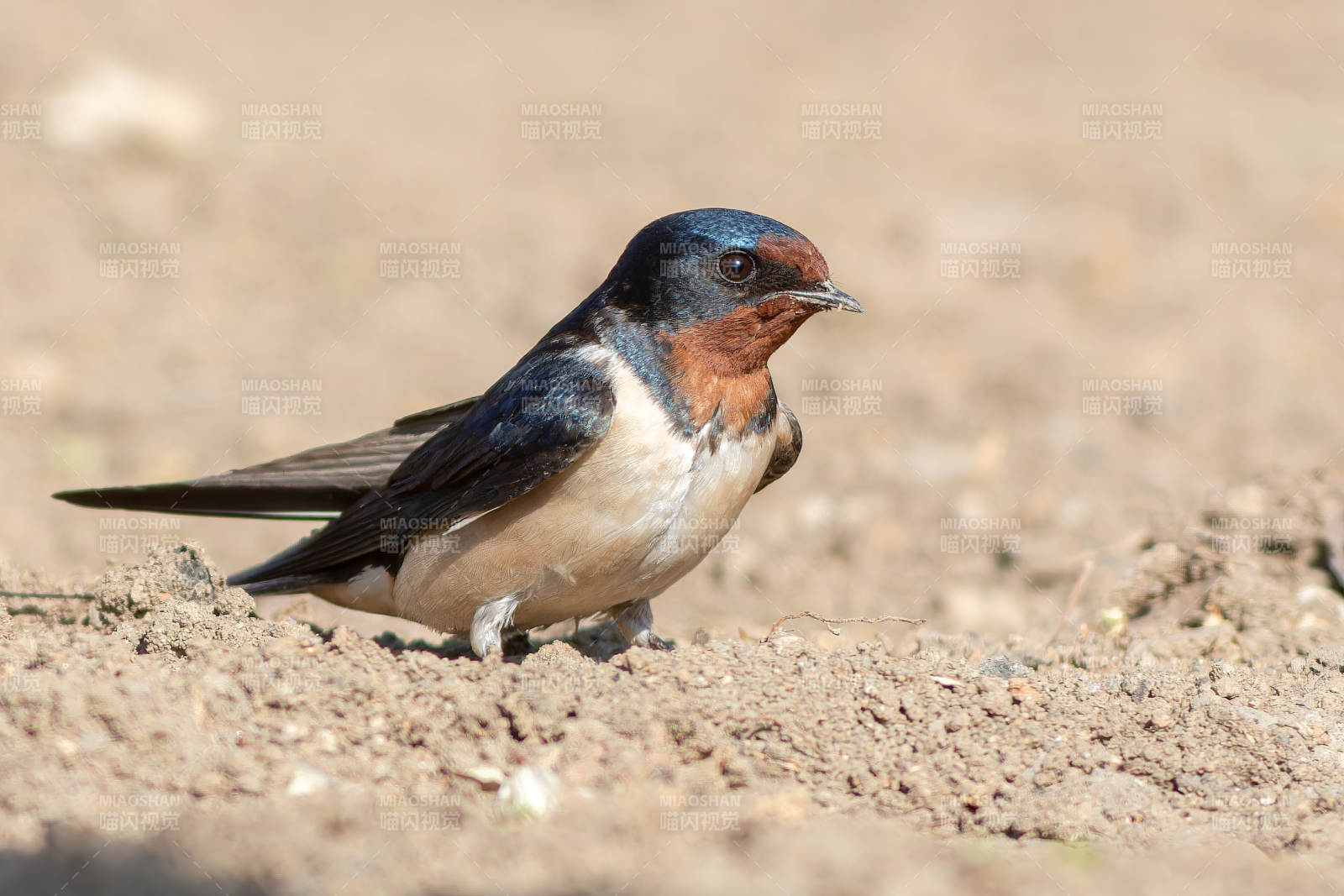 燕子在地面上休息图片