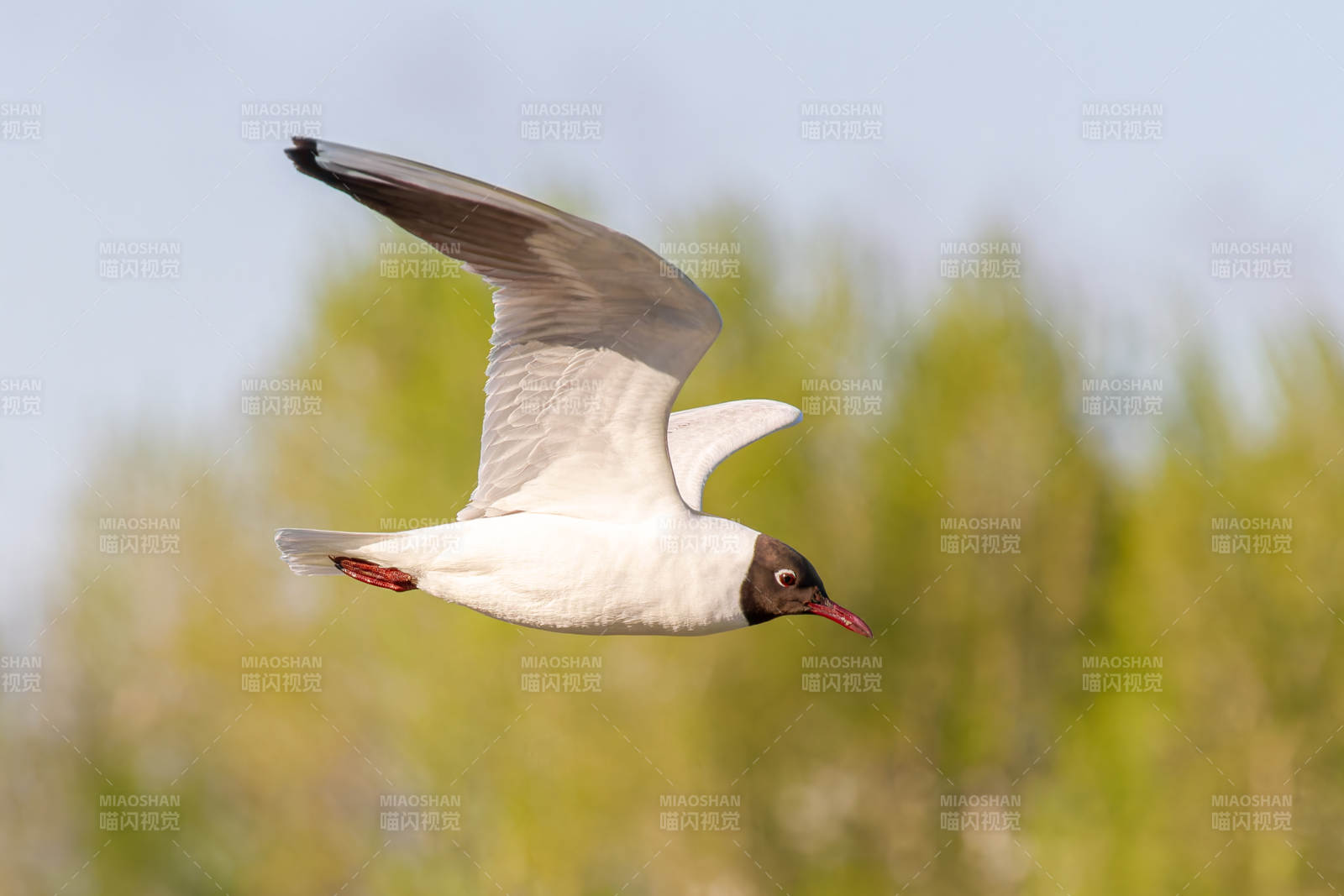 飞翔的黑头鸥图片
