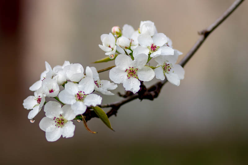 春日梨花绽放枝头图片
