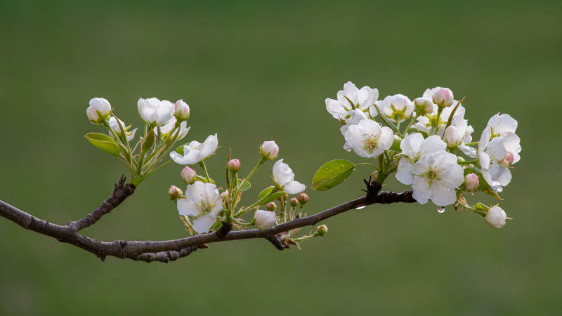 春日枝头白花绽放图片