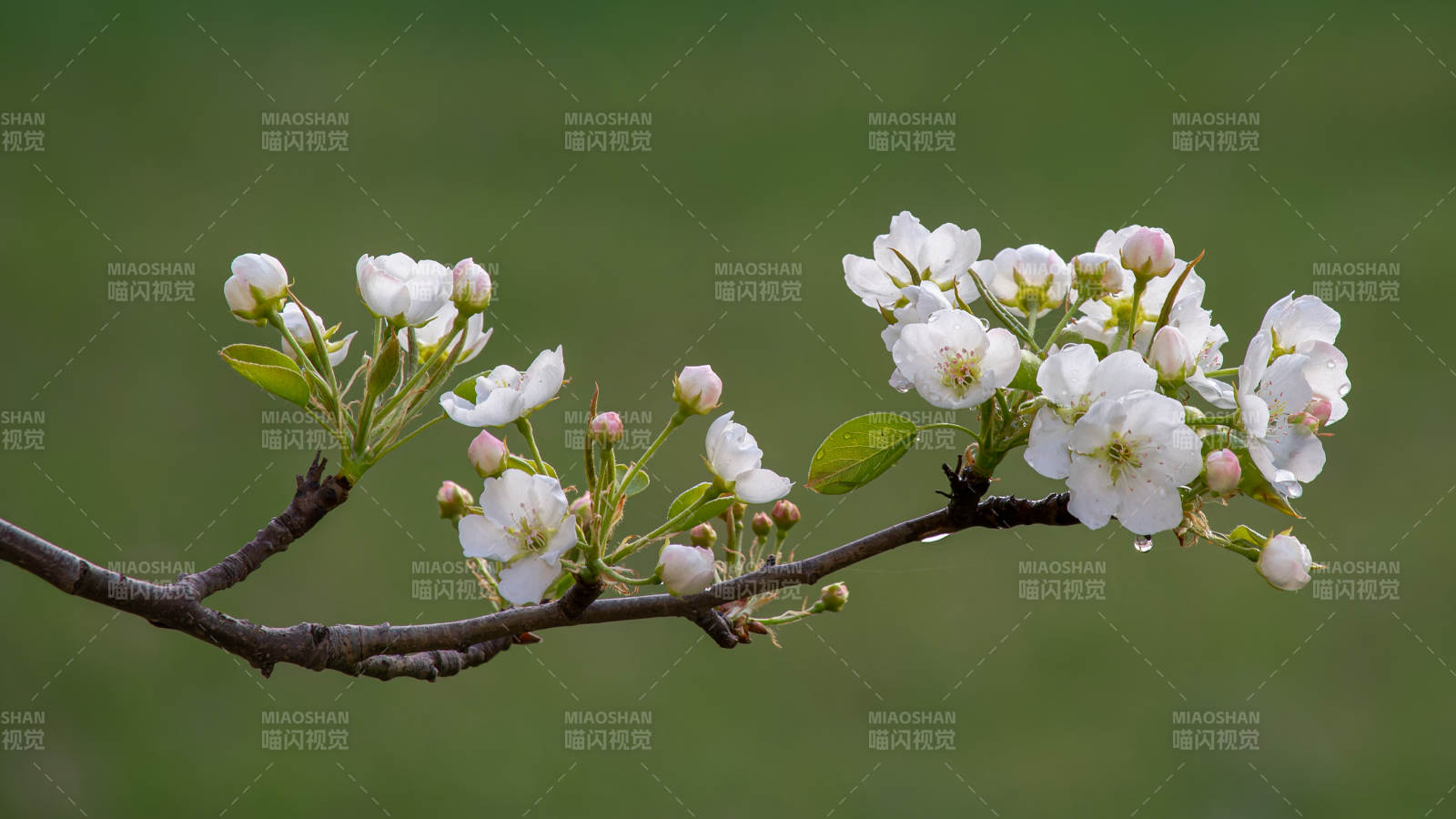春日枝头白花绽放图片