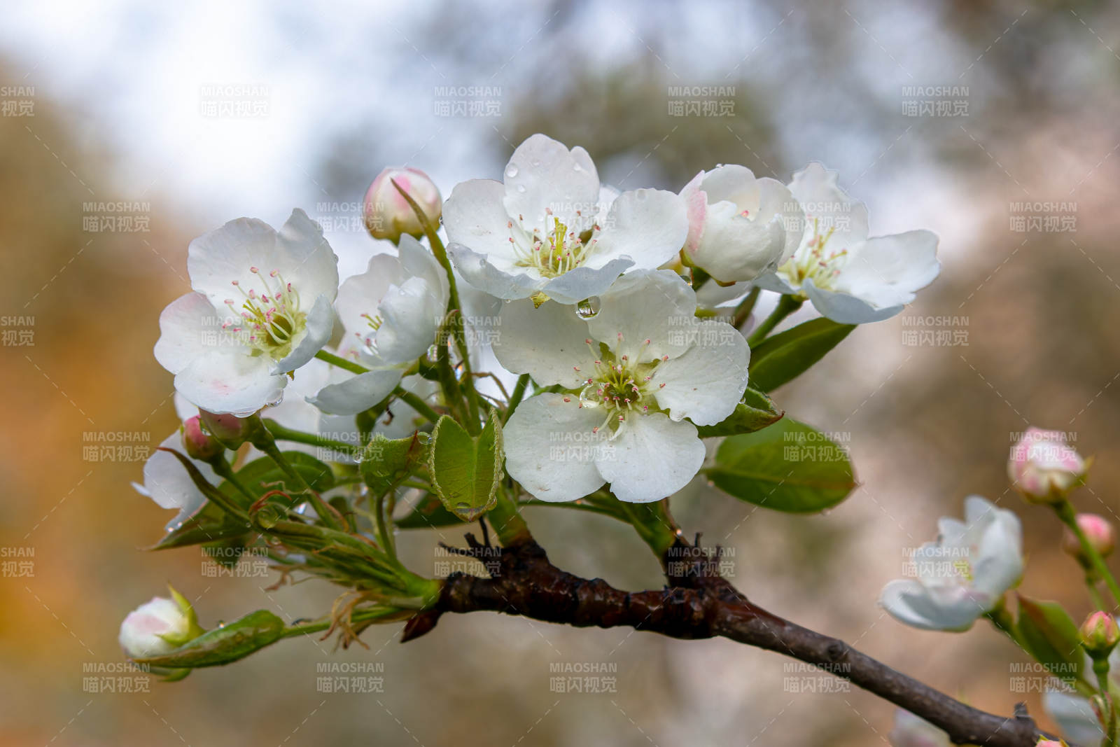 梨花绽放 春意盎然图片