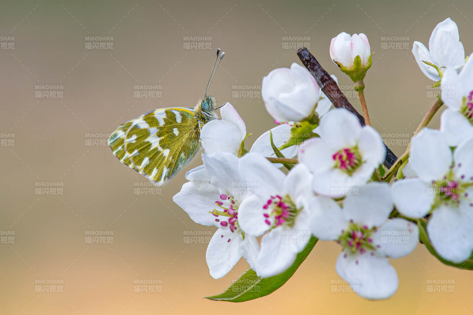 春日蝶舞花间景图片